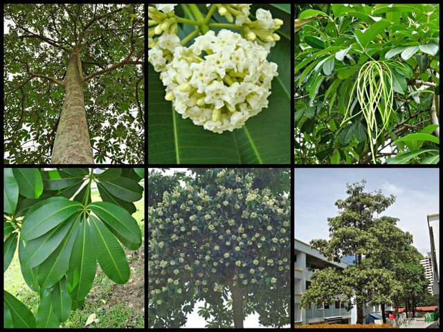 Alstonia scholaris•&copy; Ong Kwan Han•All Rights Reserved