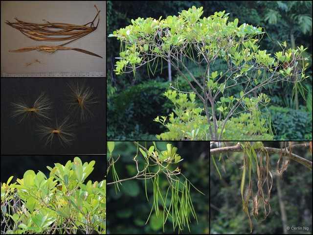 Alstonia spatulata•&copy; Cerlin Ng•All Rights Reserved