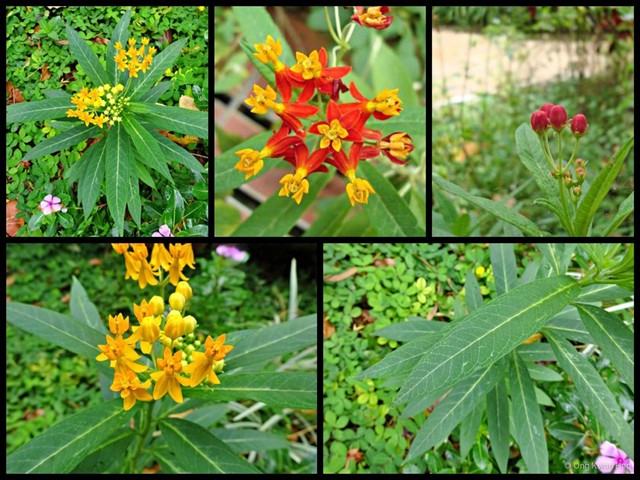 Asclepias curassavica•&copy; Ong Kwan Han•All Rights Reserved