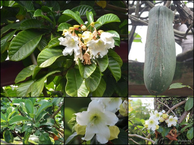 Beaumontia jerdoniana•&copy; Cerlin Ng•All Rights Reserved