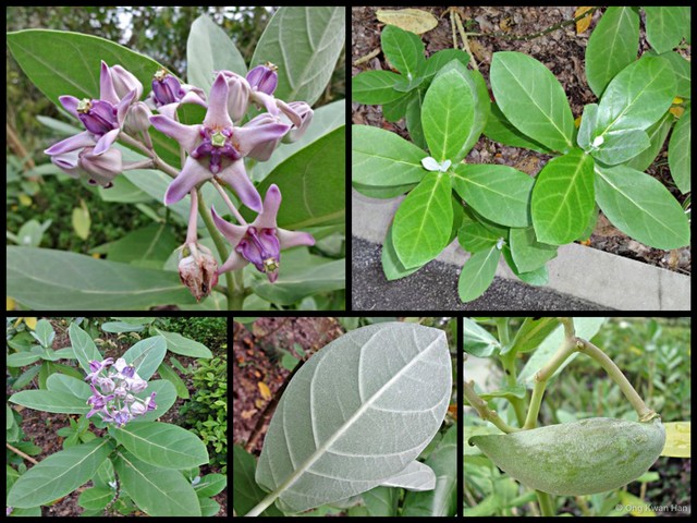 Calotropis gigantea•&copy; Ong Kwan Han•All Rights Reserved