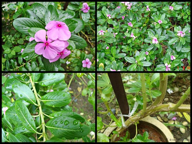 Catharanthus roseus•&copy; Ong Kwan Han•All Rights Reserved