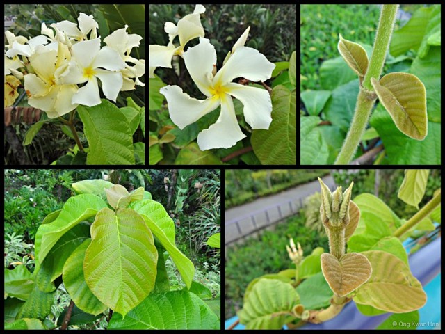 Chonemorpha fragrans•&copy; Ong Kwan Han•All Rights Reserved