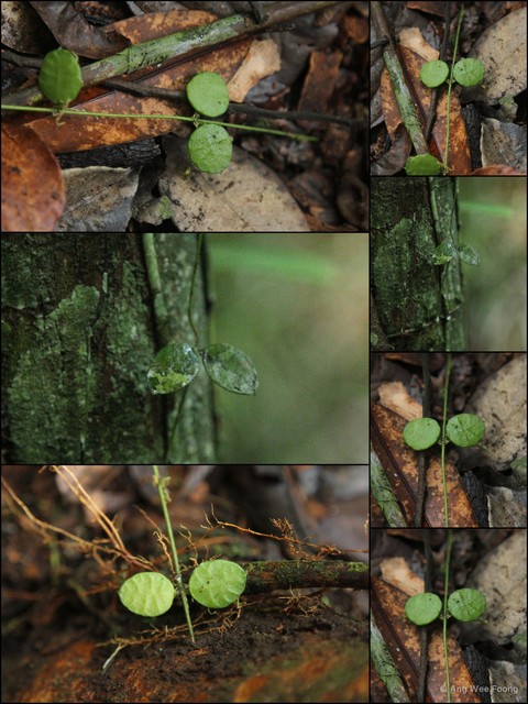 Dischidia hirsuta•&copy; Ang Wee Foong•All Rights Reserved