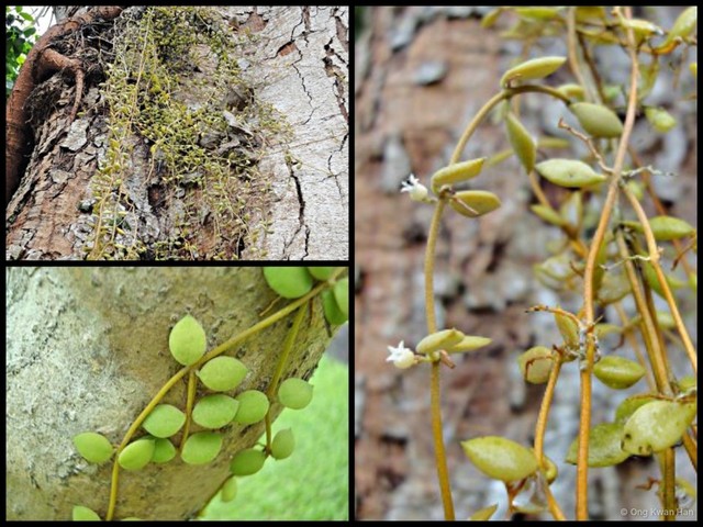 Dischidia nummularia•&copy; Ong Kwan Han•All Rights Reserved