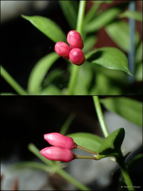 Dischidia pectenoides•&copy; Yeoh Yi Shuen•All Rights Reserved