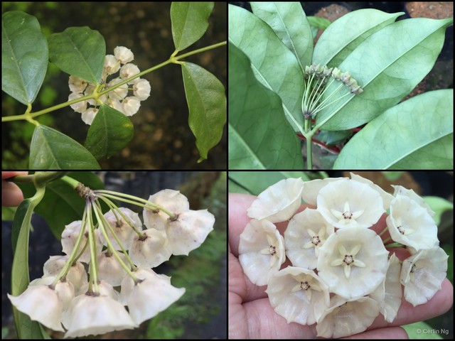 Hoya campanulata•&copy; Cerlin Ng•All Rights Reserved