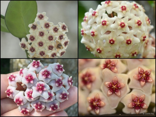Hoya carnosa•&copy; Cerlin Ng•All Rights Reserved
