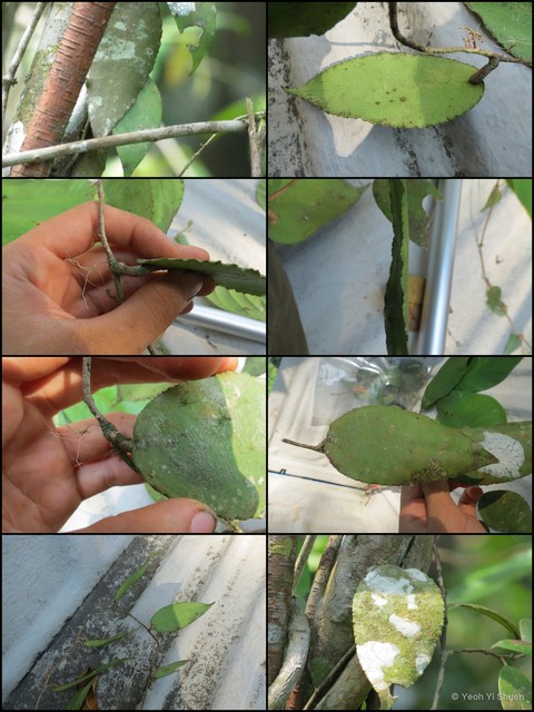 Hoya caudata•&copy; Yeoh Yi Shuen•All Rights Reserved