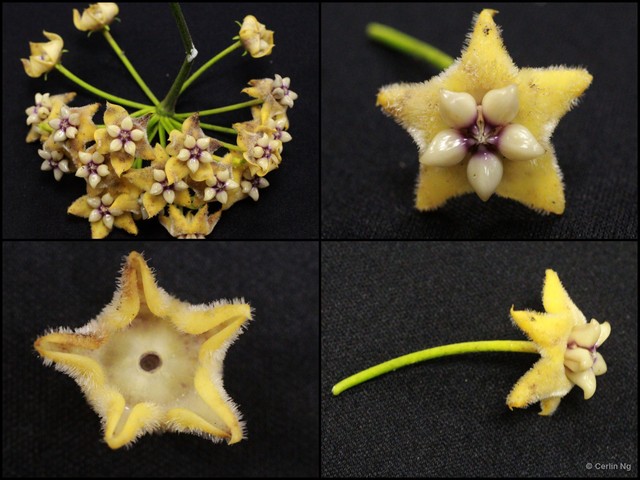 Hoya coriacea•&copy; Cerlin Ng•All Rights Reserved