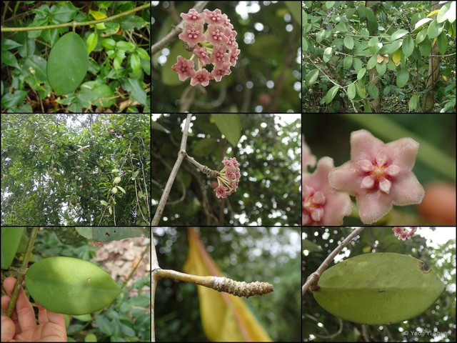 Hoya diversifolia•&copy; Yeoh Yi Shuen•All Rights Reserved