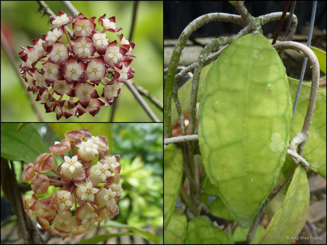 Hoya finlaysonii•&copy; Ang Wee Foong•All Rights Reserved