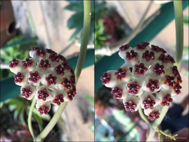 Hoya kerrii•&copy; Ang Wee Foong•All Rights Reserved