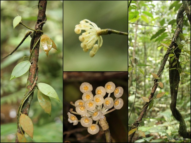Hoya lacunosa•&copy; Ang Wee Foong•All Rights Reserved