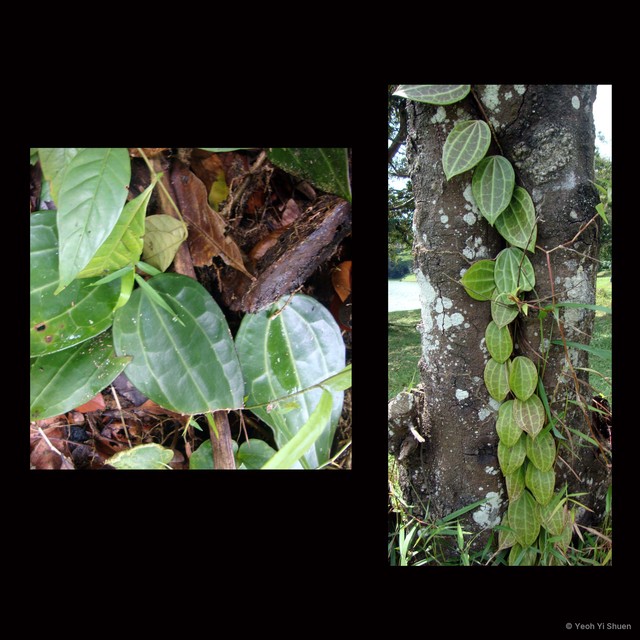 Hoya latifolia•&copy; Yeoh Yi Shuen•All Rights Reserved