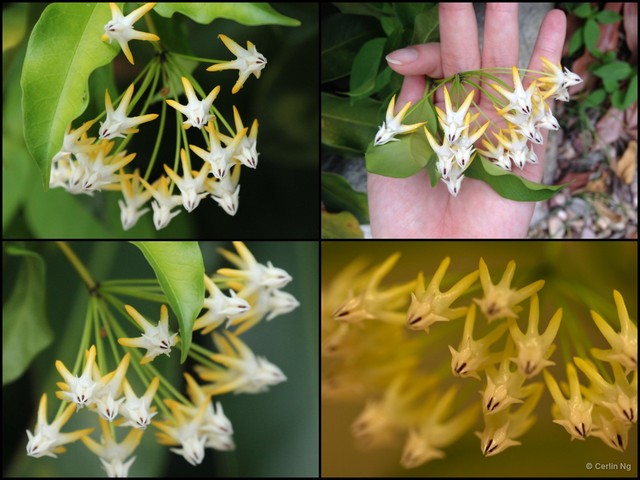 Hoya multiflora•&copy; Cerlin Ng•All Rights Reserved