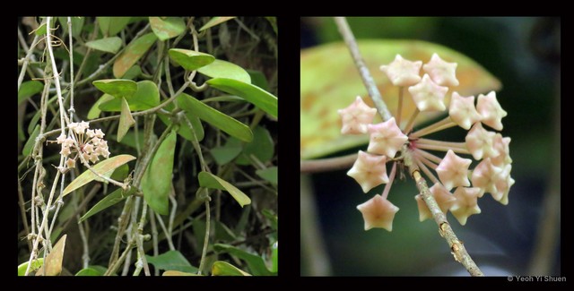 Hoya verticillata var. verticillata•&copy; Yeoh Yi Shuen•All Rights Reserved