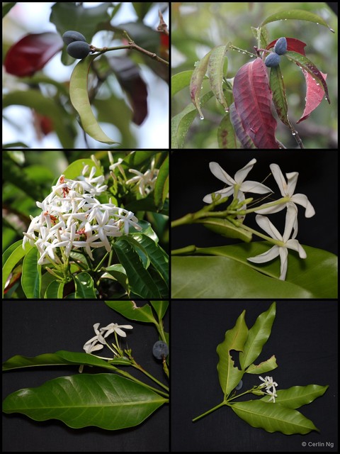 Kopsia arborea•&copy; Cerlin Ng•All Rights Reserved