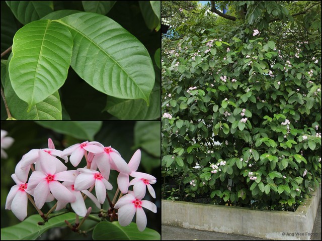 Kopsia fruticosa•&copy; Ang Wee Foong•All Rights Reserved