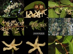 Micrechites lancifolius (Hook.fil.) D.J.Middleton & Livsh.