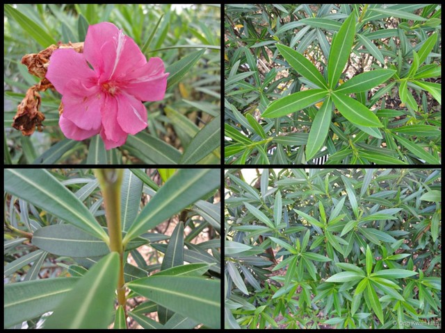 Nerium oleander•&copy; Ong Kwan Han•All Rights Reserved