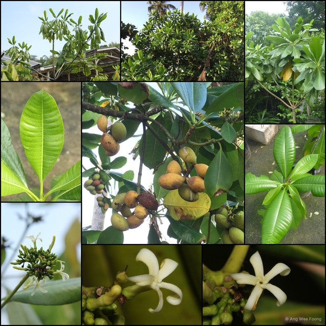 Ochrosia oppositifolia•&copy; Ang Wee Foong•All Rights Reserved