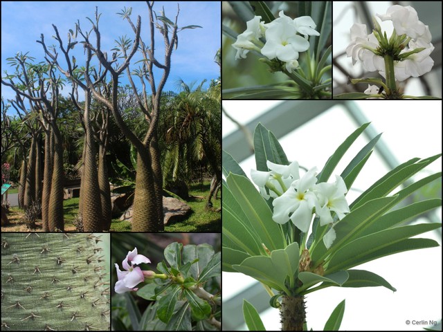 Pachypodium lamerei•&copy; Cerlin Ng•All Rights Reserved