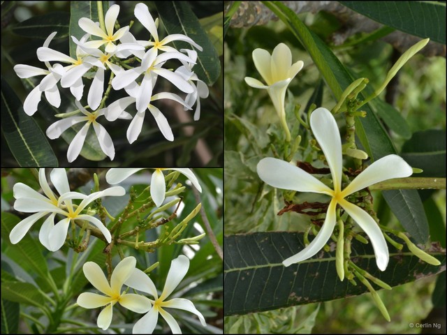 Plumeria obtusa•&copy; Cerlin Ng•All Rights Reserved