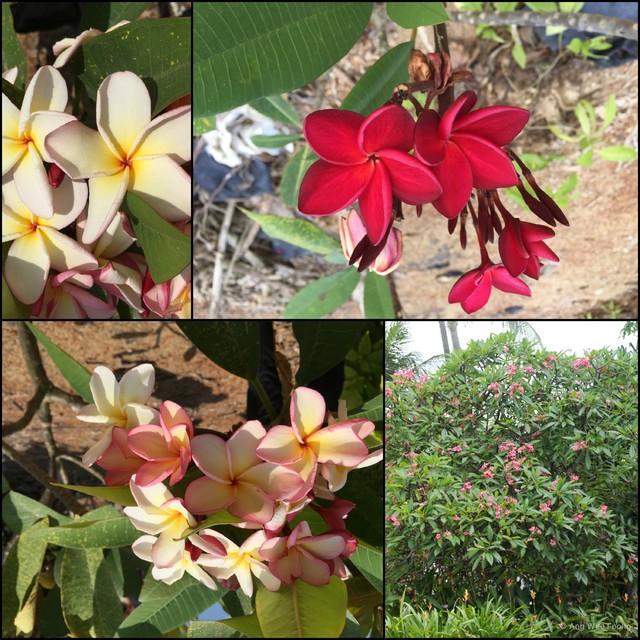 Plumeria rubra•&copy; Ang Wee Foong•All Rights Reserved