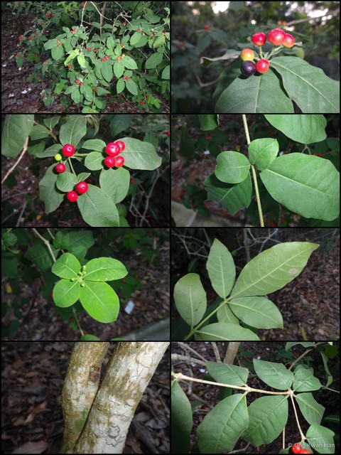 Rauvolfia tetraphylla•&copy; Ong Kwan Han•All Rights Reserved
