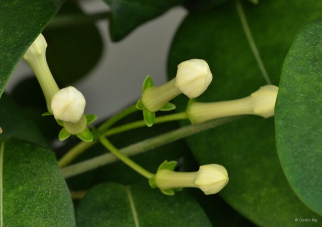 Stephanotis floribunda•&copy; Cerlin Ng•All Rights Reserved