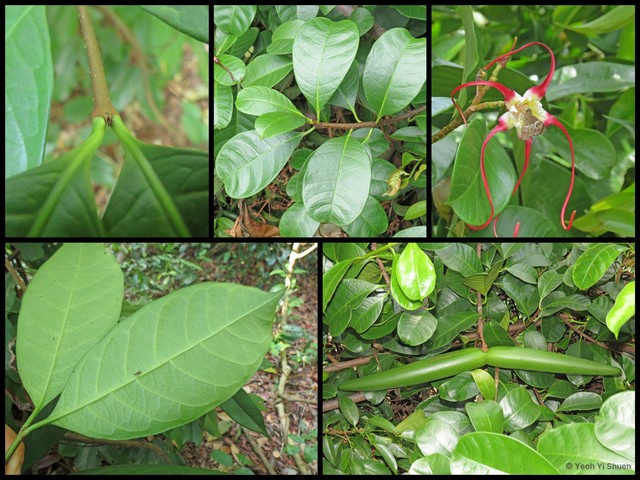 Strophanthus caudatus•&copy; Yeoh Yi Shuen•All Rights Reserved