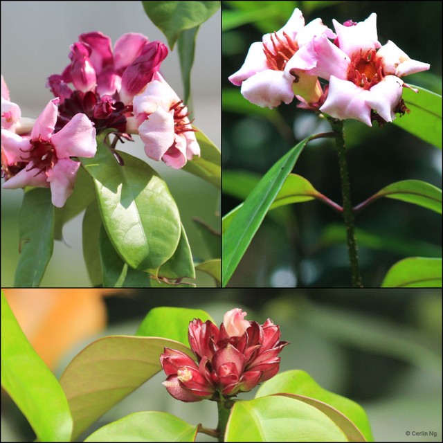 Strophanthus gratus•&copy; Cerlin Ng•All Rights Reserved