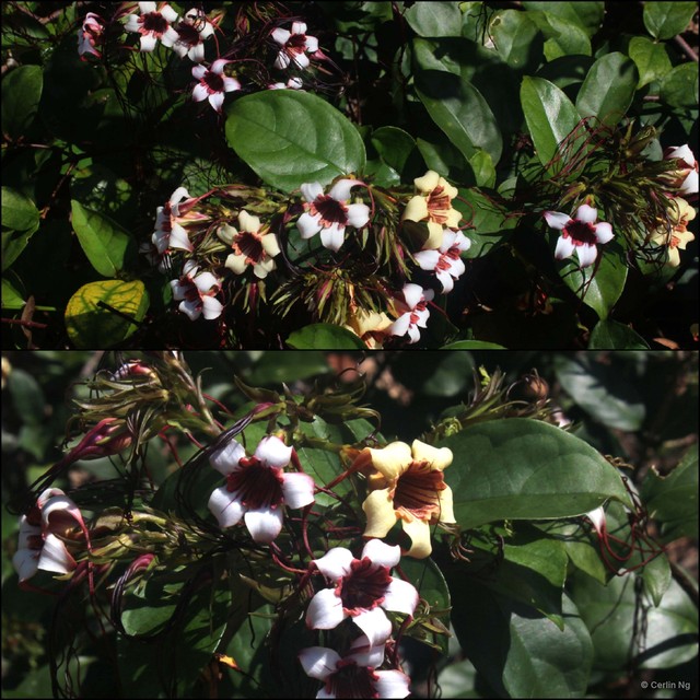 Strophanthus preussii•&copy; Cerlin Ng•All Rights Reserved