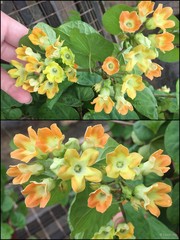 Telosma cordata (Burm.fil.) Merr.