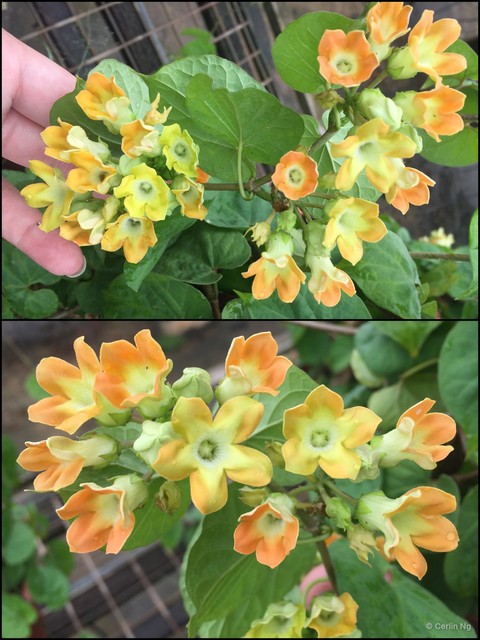 Telosma cordata•&copy; Cerlin Ng•All Rights Reserved