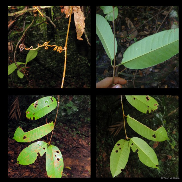 Willughbeia flavescens•&copy; Yeoh Yi Shuen•All Rights Reserved