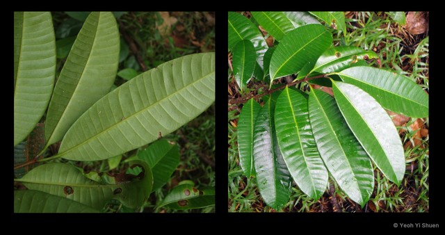 Willughbeia tenuiflora•&copy; Yeoh Yi Shuen•All Rights Reserved