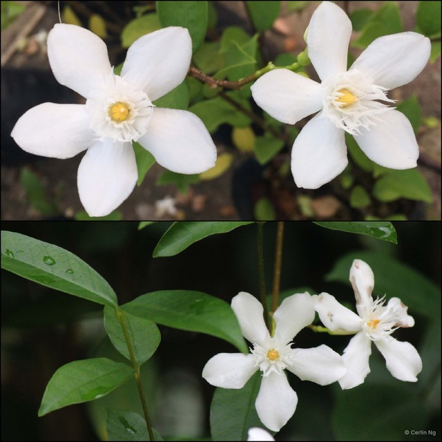 Wrightia antidysenterica•&copy; Cerlin Ng•All Rights Reserved