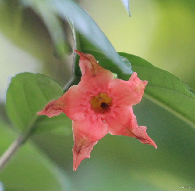 Wrightia dubia•&copy; Cerlin Ng•All Rights Reserved