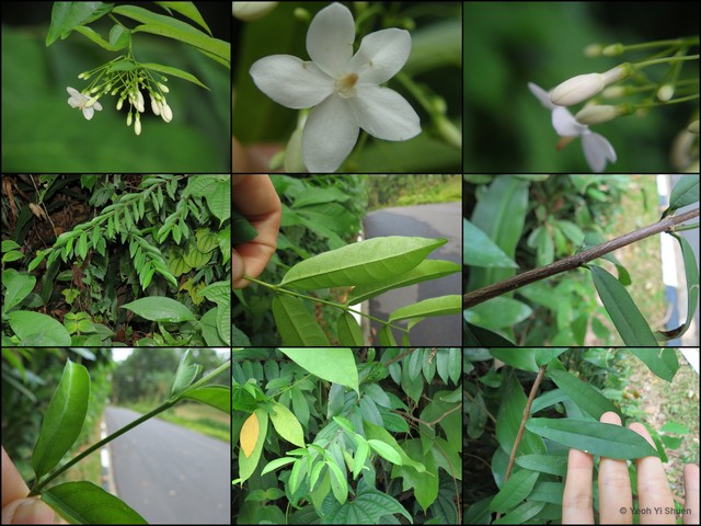 Wrightia religiosa•&copy; Yeoh Yi Shuen•All Rights Reserved