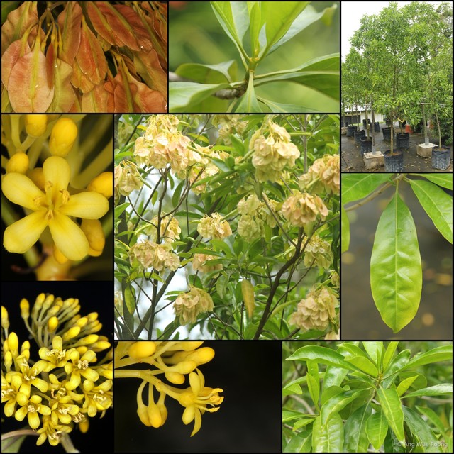 Pteleocarpa lamponga•&copy; Ang Wee Foong•All Rights Reserved