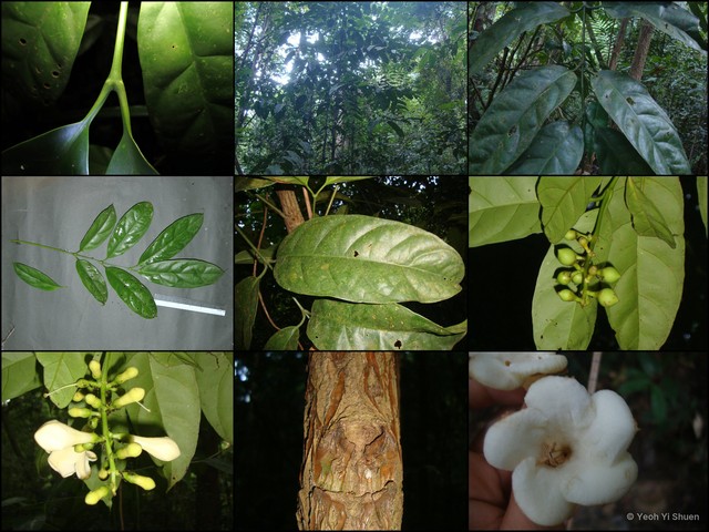 Utania racemosa•&copy; Yeoh Yi Shuen•All Rights Reserved