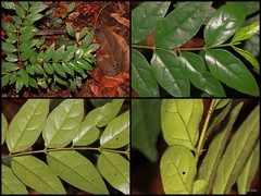 Canthium malayense K.M.Wong