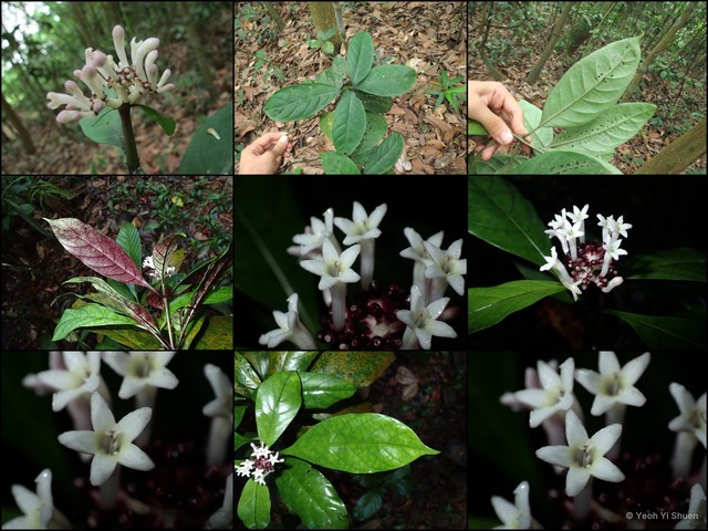 Chassalia curviflora•&copy; Yeoh Yi Shuen•All Rights Reserved