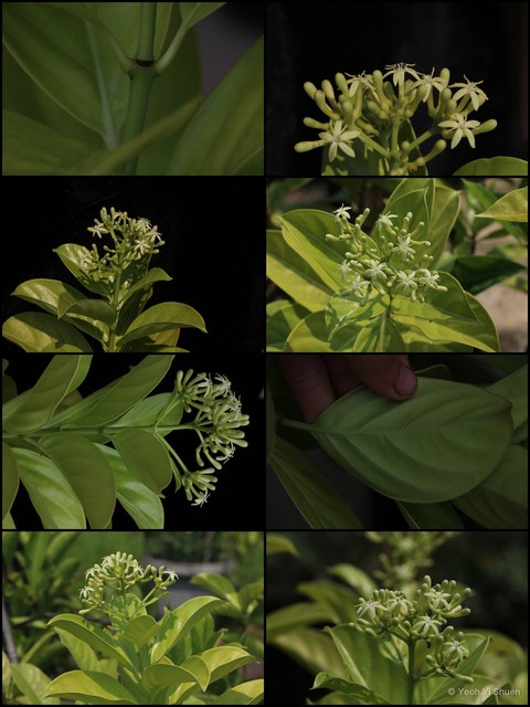 Coelospermum truncatum•&copy; Yeoh Yi Shuen•All Rights Reserved