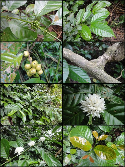 Coffea canephora•&copy; Ong Kwan Han•All Rights Reserved