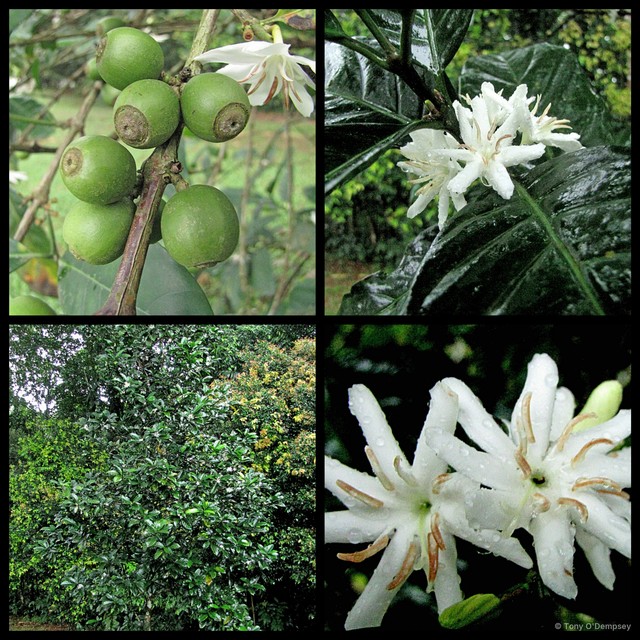 Coffea liberica•&copy; Tony O'Dempsey•All Rights Reserved