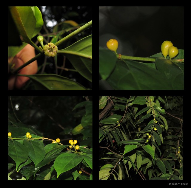 Dibridsonia conferta•&copy; Yeoh Yi Shuen•All Rights Reserved