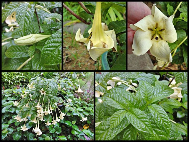 Euclinia longiflora•&copy; Ong Kwan Han•All Rights Reserved